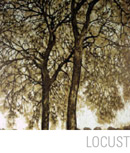 Locust Trees